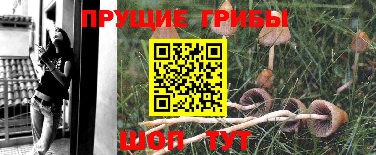Тольятти  Галлюциногенные грибы Psilocybe  Вход с VPN 